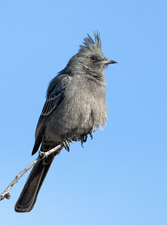 Phainopepla Phainopepla nitens female 
