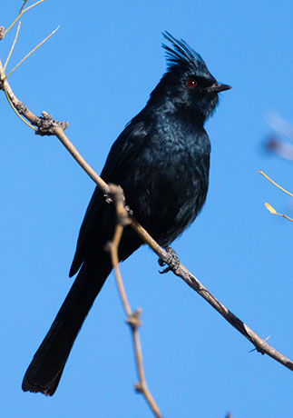 Phainopepla Phainopepla nitens male 