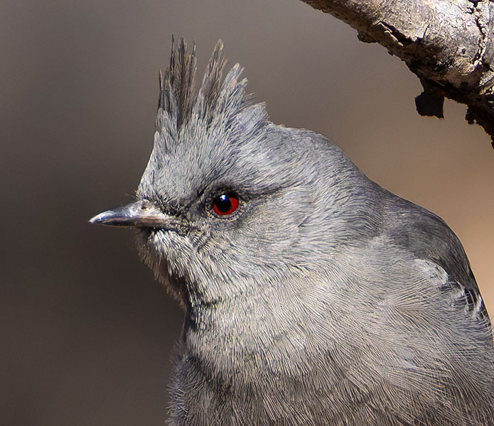 Phainopepla Phainopepla nitens male 