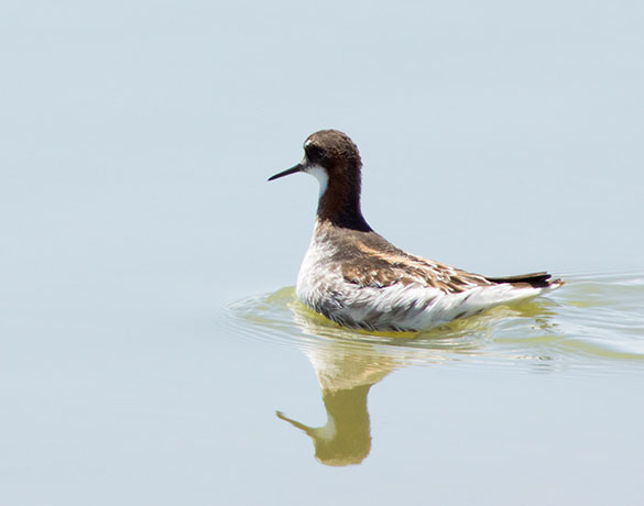 Red-necked Phalarope Phalaropus lobatus 