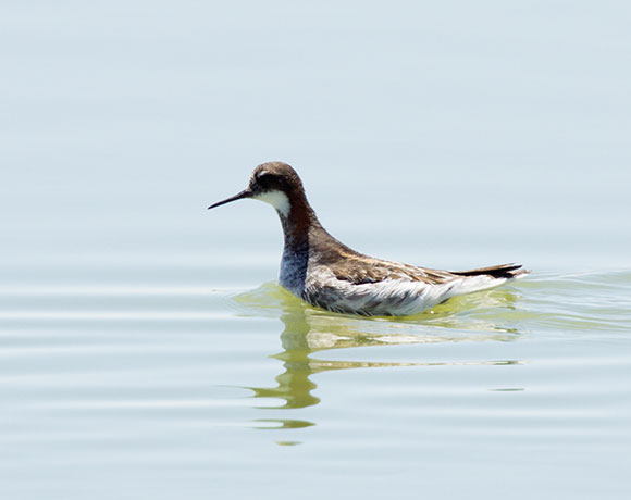 Red-necked Phalarope Phalaropus lobatus 
