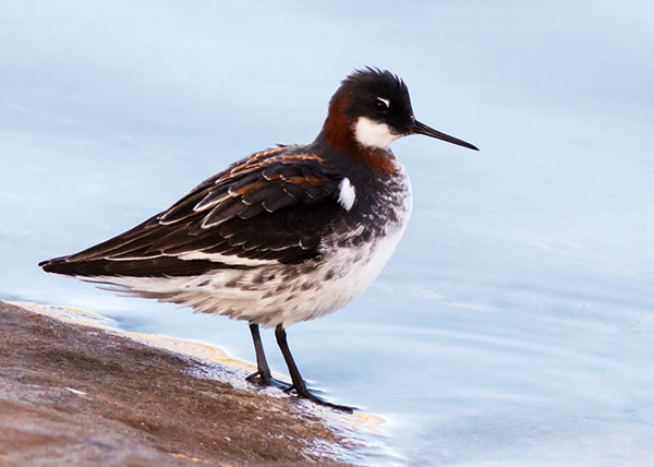 Red-necked Phalarope Phalaropus lobatus 