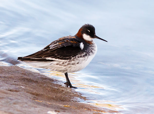 Red-necked Phalarope Phalaropus lobatus 