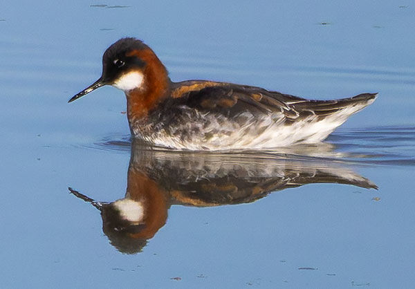 Red-necked Phalarope Phalaropus lobatus 