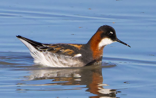 Red-necked Phalarope Phalaropus lobatus 