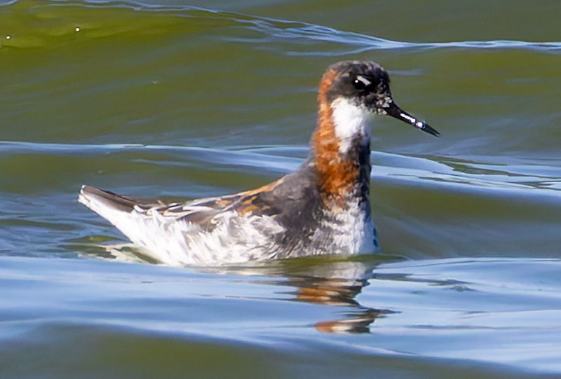 Red-necked Phalarope Phalaropus lobatus 