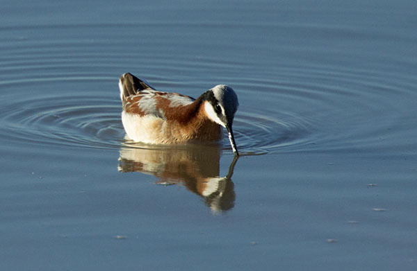Wilson's Phalarope Phalaropus tricolor 