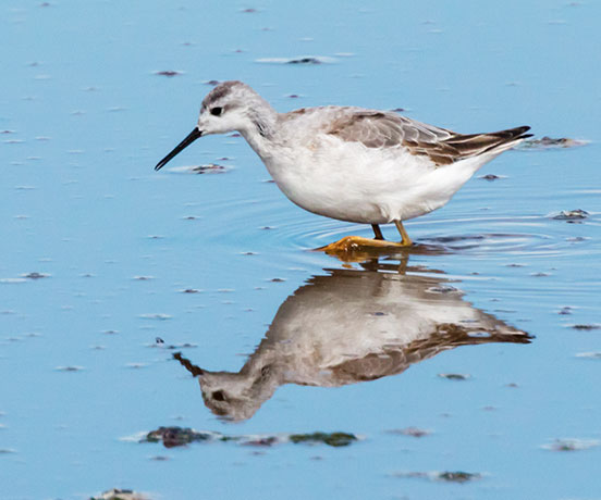 Wilson's Phalarope Phalaropus tricolor 