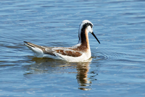 Wilson's Phalarope Phalaropus tricolor 