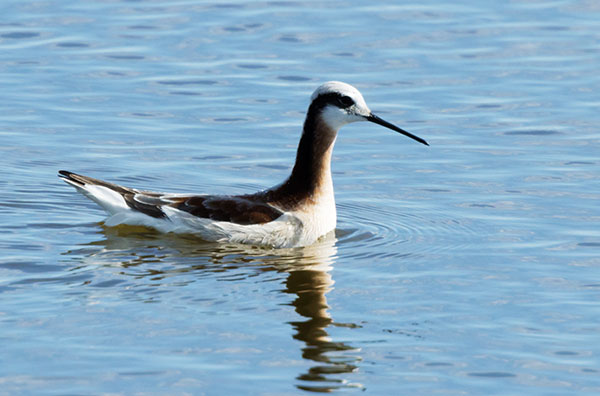 Wilson's Phalarope Phalaropus tricolor 