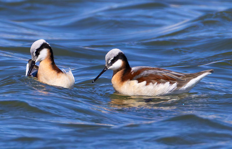 Wilson's Phalarope Phalaropus tricolor 