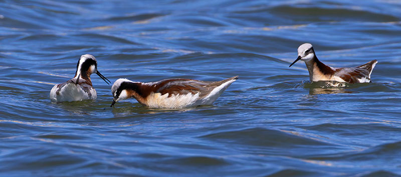 Wilson's Phalarope Phalaropus tricolor 