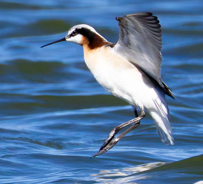 Wilson's Phalarope Phalaropus tricolor 