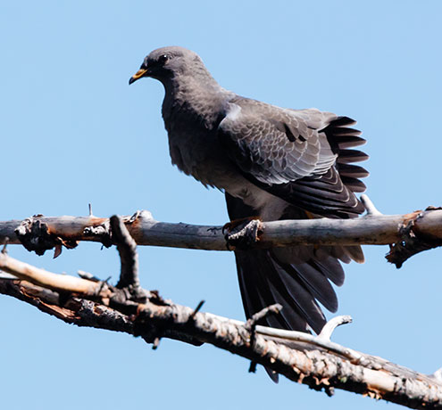 Band-tailed Pigeon Patagioenas fasciata