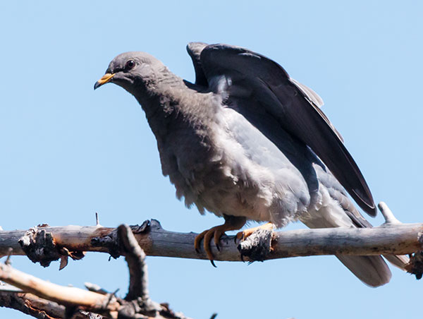 Band-tailed Pigeon Patagioenas fasciata