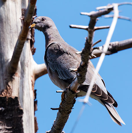 Band-tailed Pigeon Patagioenas fasciata