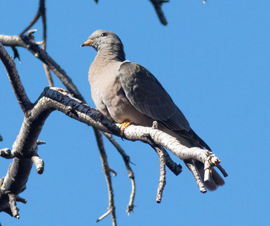 Band-tailed Pigeon Patagioenas fasciata