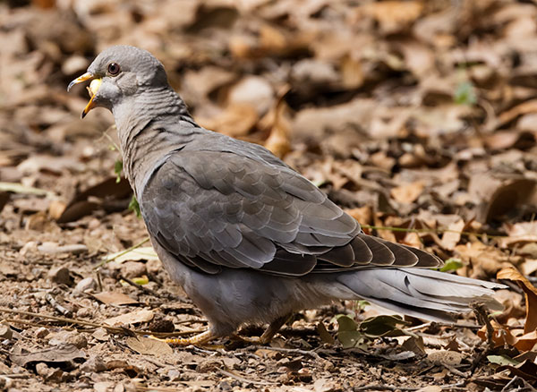 Band-tailed Pigeon Patagioenas fasciata