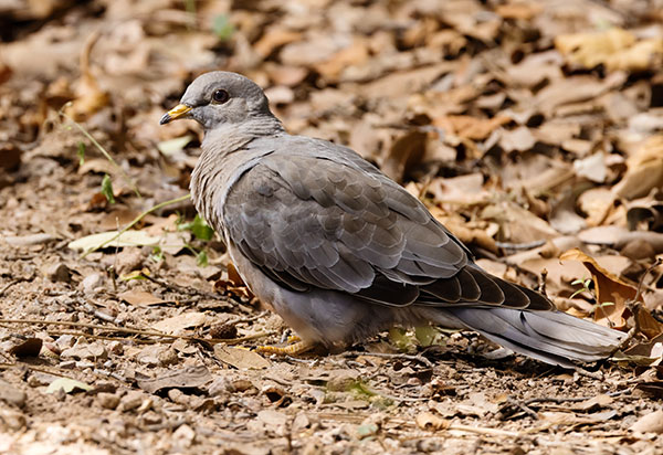 Band-tailed Pigeon Patagioenas fasciata