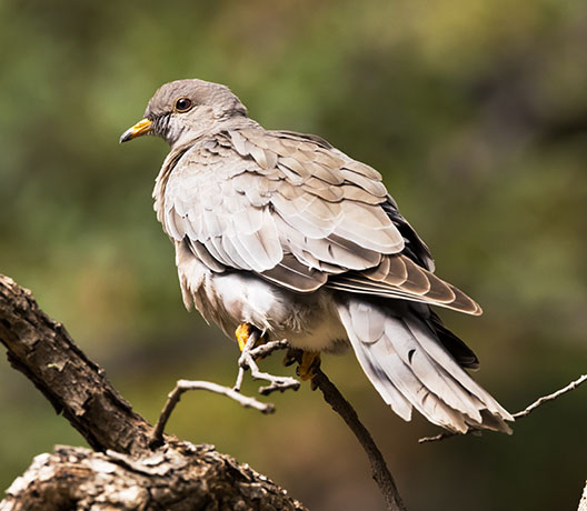 Band-tailed Pigeon Patagioenas fasciata