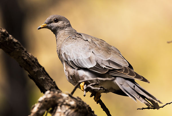 Band-tailed Pigeon Patagioenas fasciata