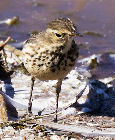 American Pipit Anthus rubescens