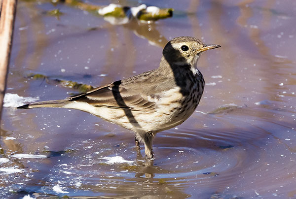 American Pipit Anthus rubescens