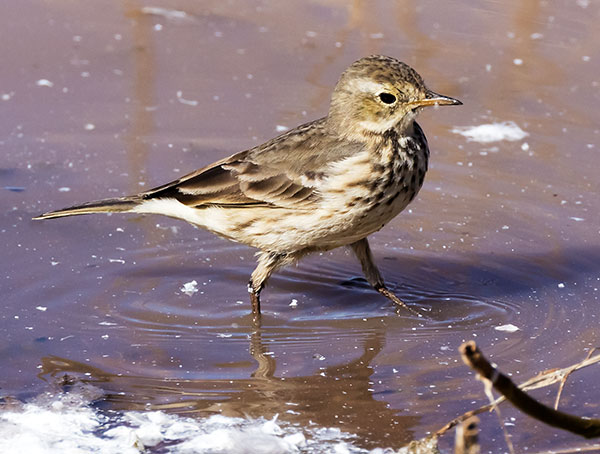 American Pipit Anthus rubescens