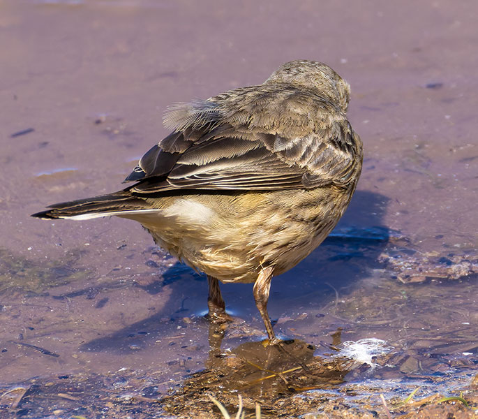 American Pipit Anthus rubescens