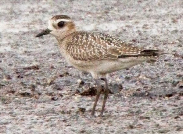 American Golden-Plover Pluvialis dominica 