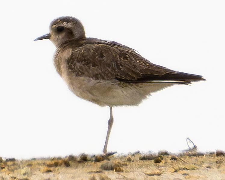 American Golden-Plover Pluvialis dominica 