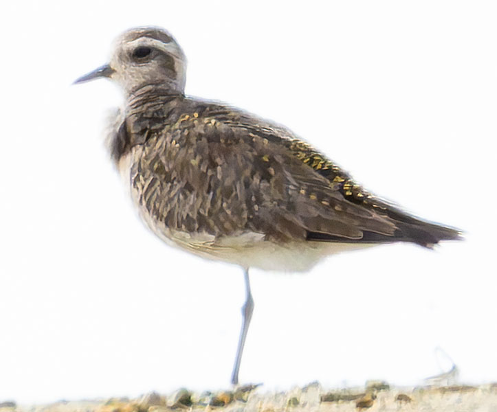 American Golden-Plover Pluvialis dominica 