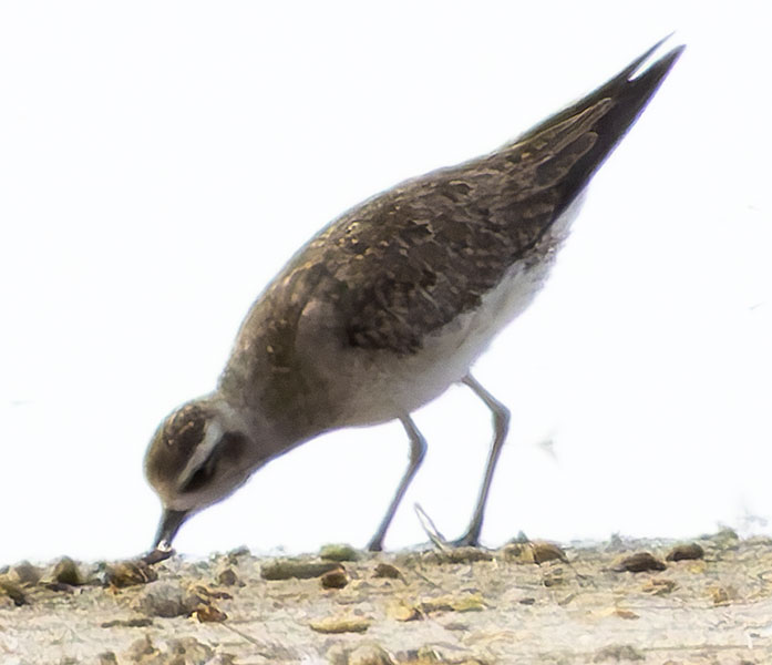 American Golden-Plover Pluvialis dominica 