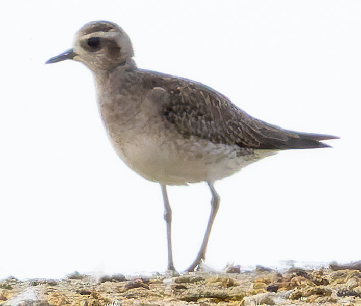 American Golden-Plover Pluvialis dominica 