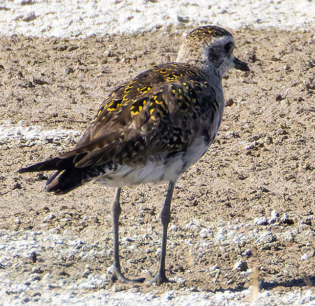 American Golden-Plover Pluvialis dominica 
