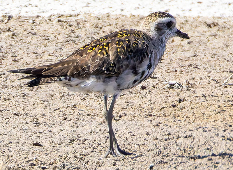 American Golden-Plover Pluvialis dominica 