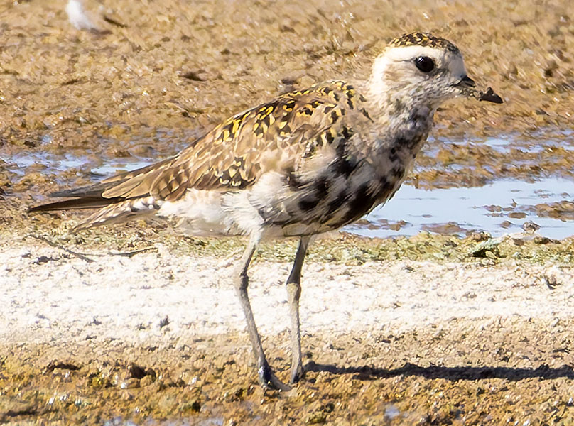 American Golden-Plover Pluvialis dominica 
