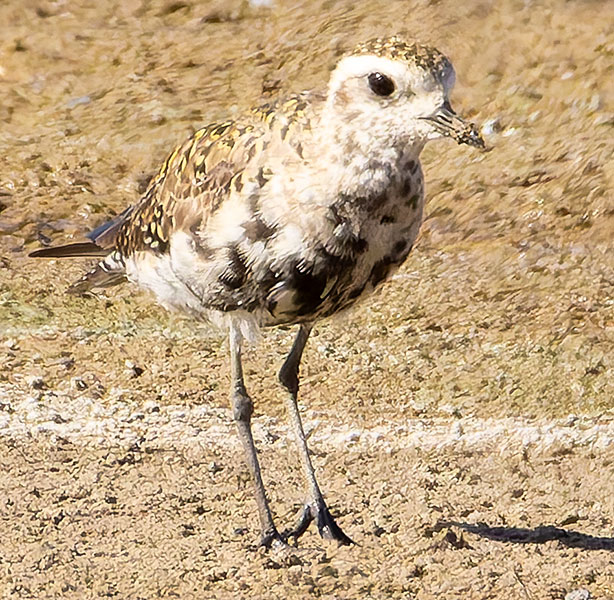 American Golden-Plover Pluvialis dominica 