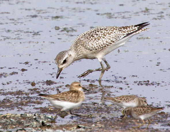 Black-bellied Plover Pluvialis squatarola 
