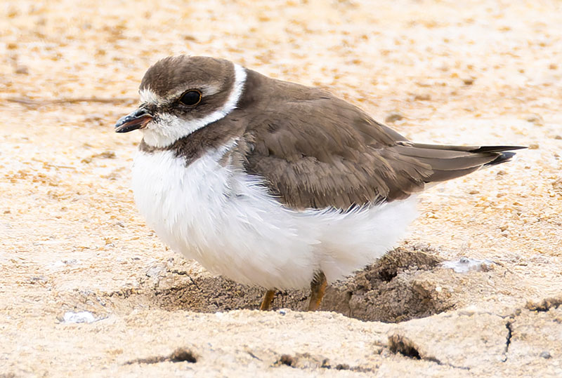 Semipalmated Plover Charadrius semipalmatus 