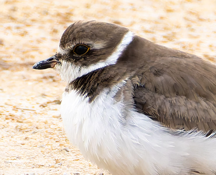 Semipalmated Plover Charadrius semipalmatus 
