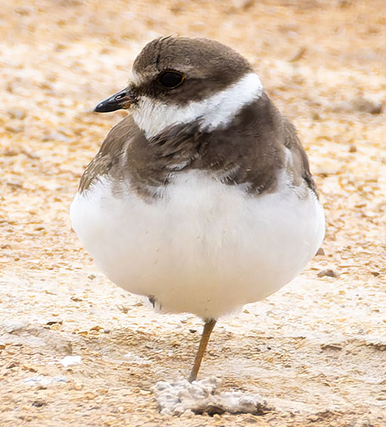 Semipalmated Plover Charadrius semipalmatus 