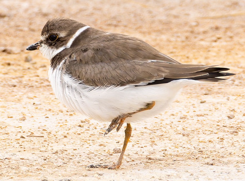 Semipalmated Plover Charadrius semipalmatus 