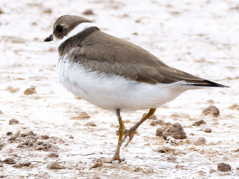 Semipalmated Plover Charadrius semipalmatus 