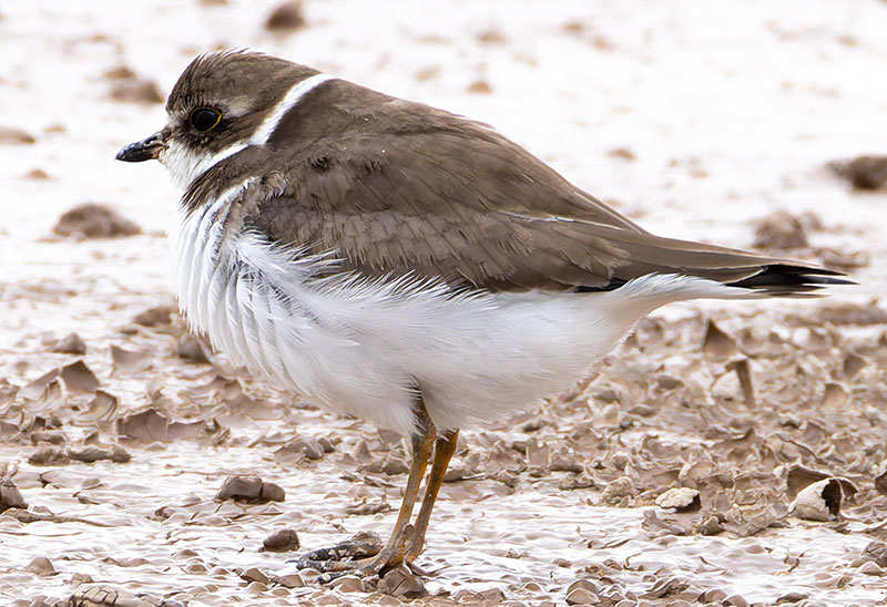 Semipalmated Plover Charadrius semipalmatus 