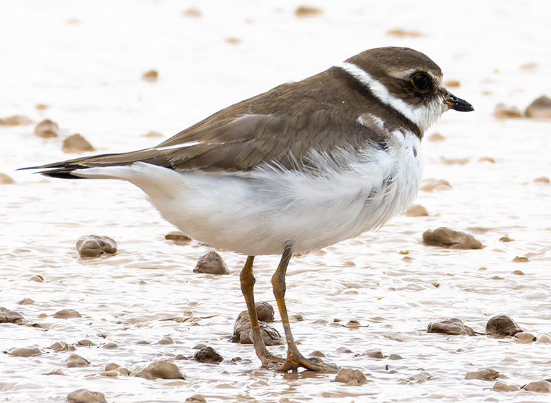 Semipalmated Plover Charadrius semipalmatus 