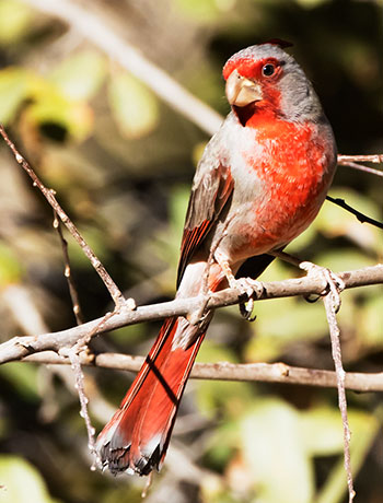 Pyrrhuloxia  Cardinalis sinuatus 