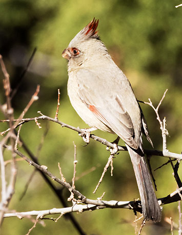 Pyrrhuloxia  Cardinalis sinuatus 