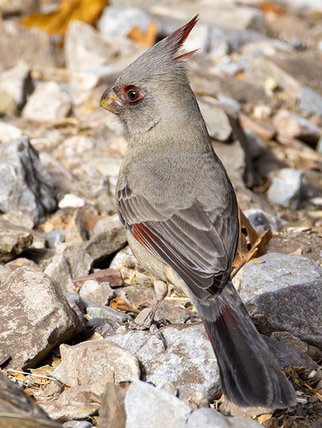 Pyrrhuloxia  Cardinalis sinuatus 