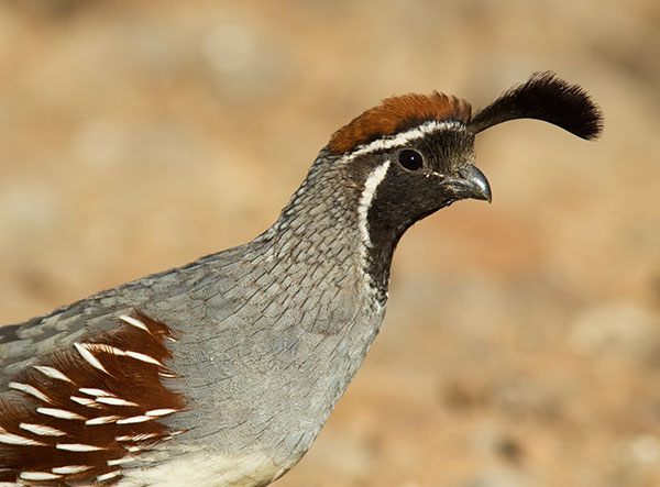 Gambel's Quail Callipepla gambelii